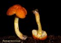 Pluteus aurantiorugosus-amf1501-1